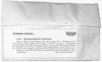Peniophora aurantiaca image